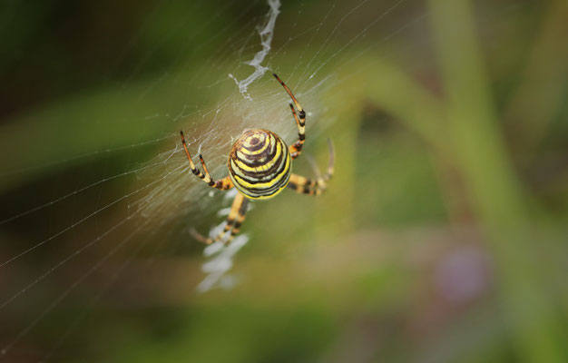 Wespenspinne (Argiope bruennichi ) 