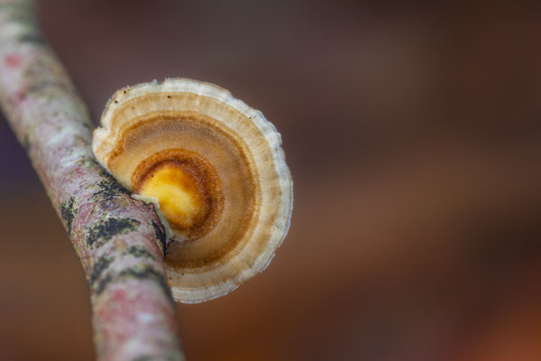 Schmetterlings Tramete