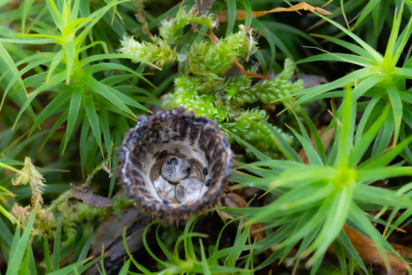 Gestreifter Teuerling