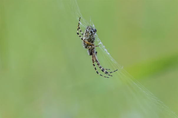 Eichblatt-Radspinne ( Aculepeira ceropegia )