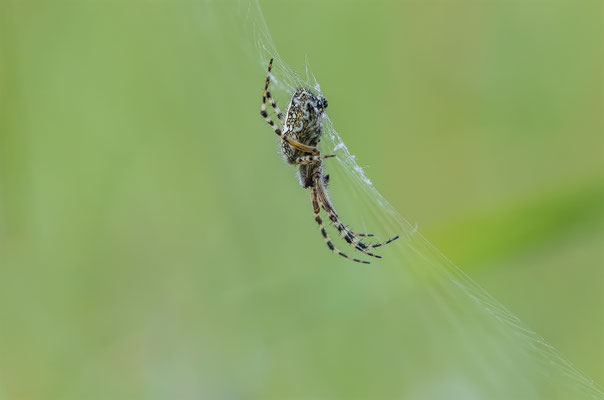 Eichblatt-Radspinne ( Aculepeira ceropegia )