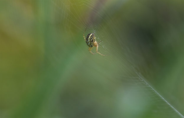 Eichblatt-Radspinne ( Aculepeira ceropegia )