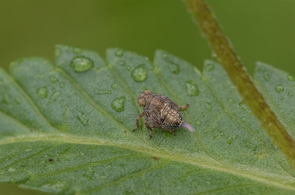 Nymphe der Echten Käferzykade