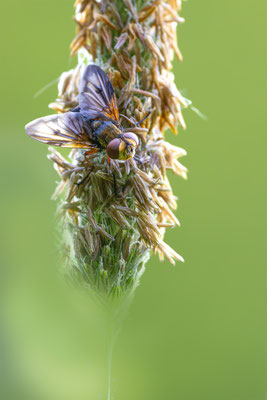 Raupenfliege ( Tachinidae )