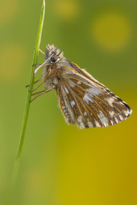 Roter Würfel Dickkopf (Spialia sertorius) 
