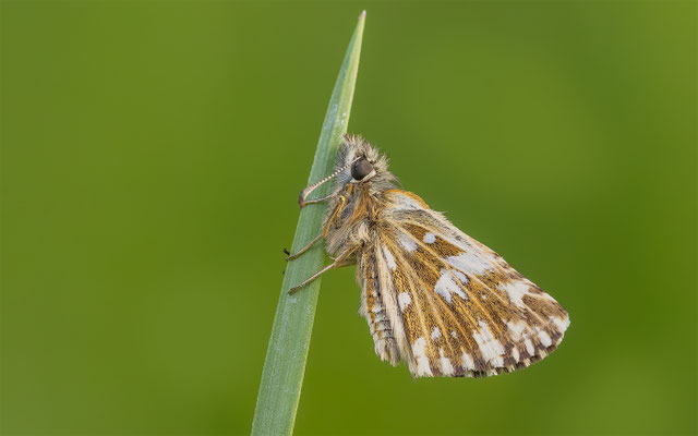 Roter Würfel Dickkopf (Spialia sertorius) 