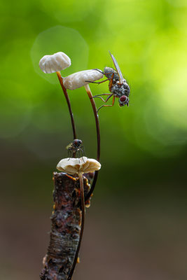 Aderblättriger Schwindling ( Marasmus Epiphyllus )