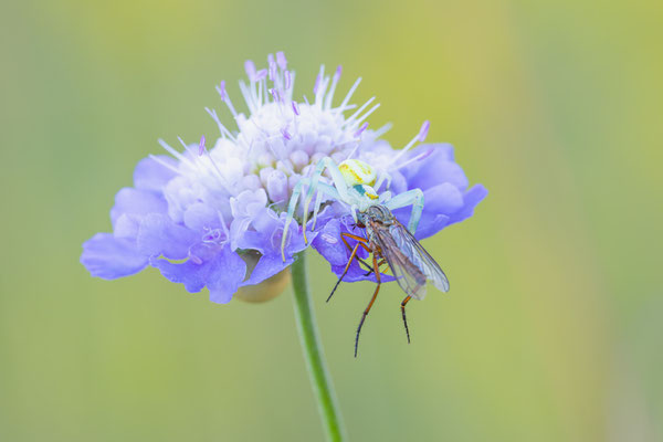 Veränderliche Krabbenspinne( Misumena vatia )