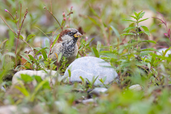 Haussperling (Passer domesticus)