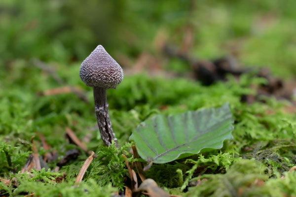Duftender Gürtelfuß (Cortinarius Flexipes ) Giftig!