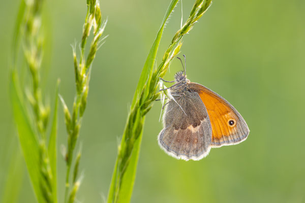 Kleines Wiesenvögelchen (Coenonympha pamphilus) 