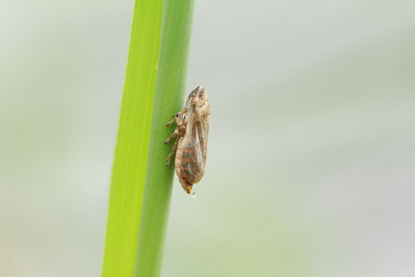 Wiesenschaum-Zikade (Philaenus spumarius)