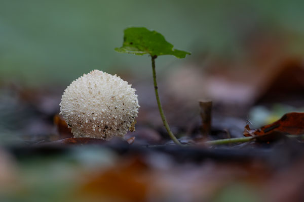 Flaschen-Stäubling (Lycoperdon perlatum) 