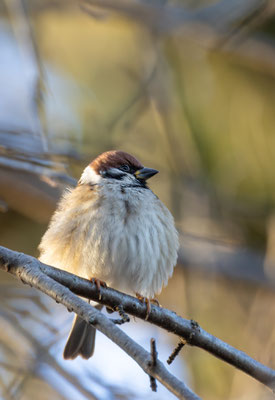 Feldsperling (Passer montanus)