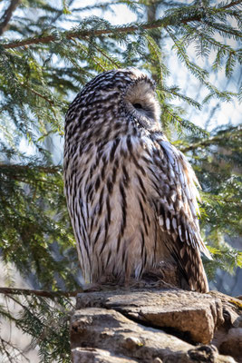 Habichtskauz (Strix uralensis) 