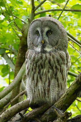 Bartkauz (Strix nebulosa) 