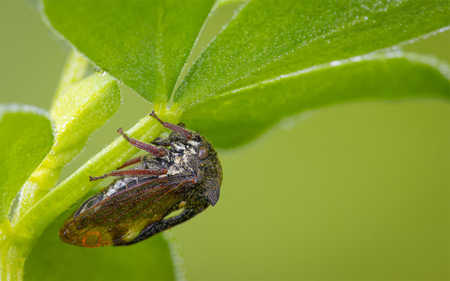 Dornzikade (Centrotus cornutus) 