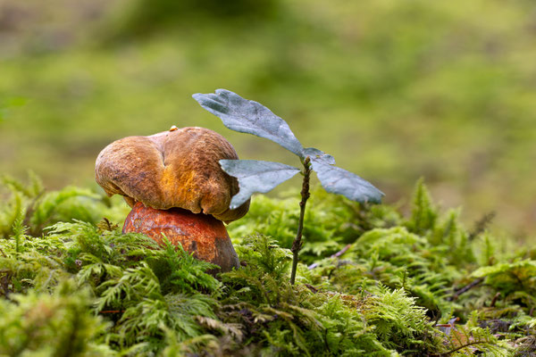 Flokenstieliger Hexenröhling.