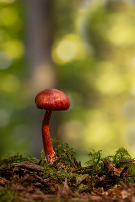 Hutroter Hautkopf ( Cortinarius Sanguineus ) Stark Giftig!