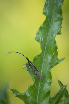 Distelbock ( Agapanthia villosoviridescens ) 