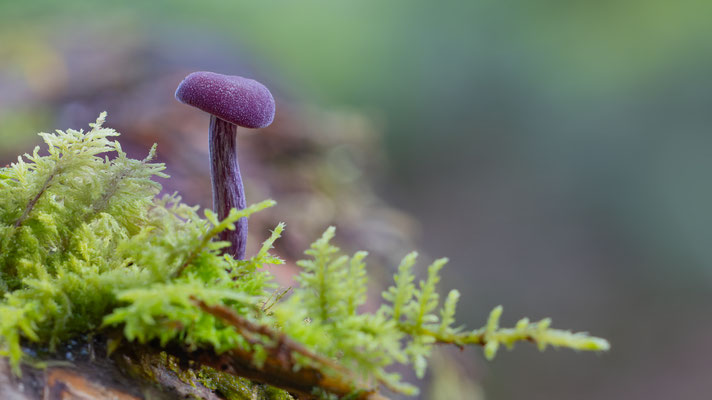 Violetter Lacktrichterling (Laccaria amethystina) 