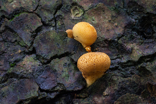 Dickschaliger Kartoffelbovist (Scleroderma citrinum) 