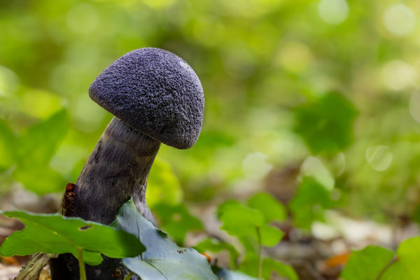 Dunkelvioletter Schleierling (Cortinarius violaceus) auch als Nachtpilz bekannt