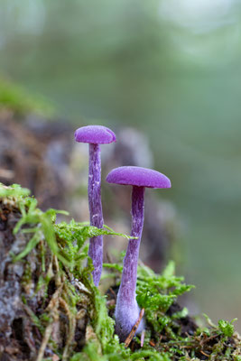 Violetter Lacktrichterling (Laccaria amethystina) 
