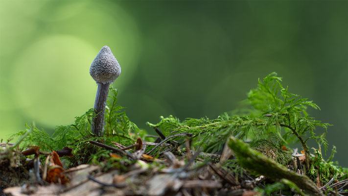 Duftender Gürtelfuß (Cortinarius Flexipes ) Giftig!