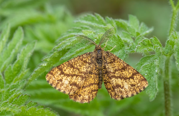 Heidespanner (Ematurga atomaria) Männchen