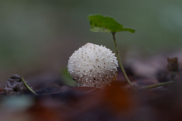 Flaschen-Stäubling (Lycoperdon perlatum) 