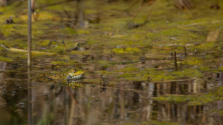 Teichfrosch (Pelophylax „esculentus“) 