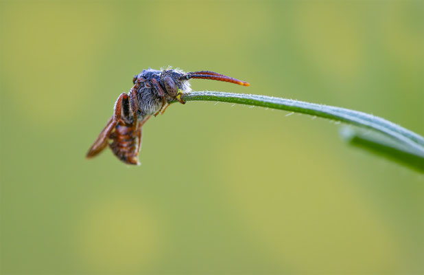 Wespenbiene (Nomada)