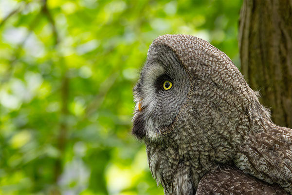 Bartkauz (Strix nebulosa) 