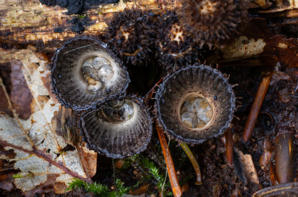 Gestreifter Teuerling
