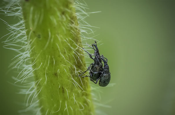 Malven Spitzmausrüssler