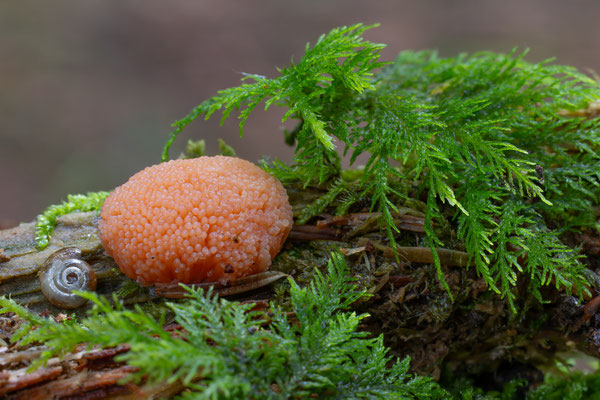 Fischeierschleimpilz