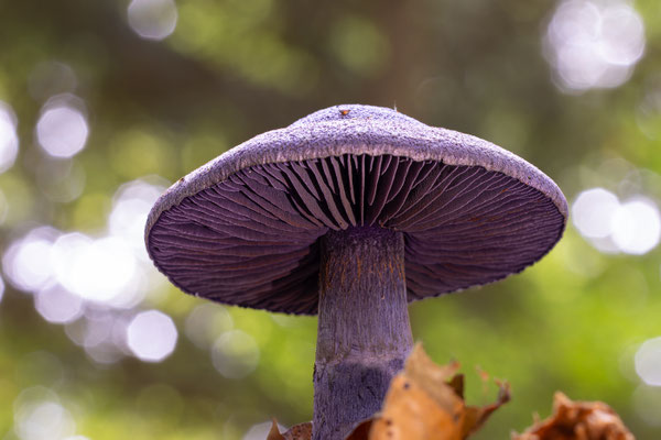 Dunkelvioletter Schleierling (Cortinarius violaceus) auch als Nachtpilz bekannt