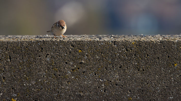 Feldsperling (Passer montanus)