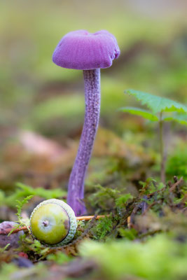 Violetter Lacktrichterling (Laccaria amethystina) 