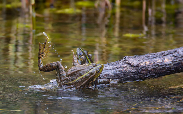 Teichfrosch (Pelophylax „esculentus“) 