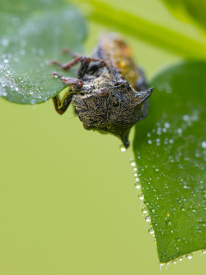 Dornzikade (Centrotus cornutus) 