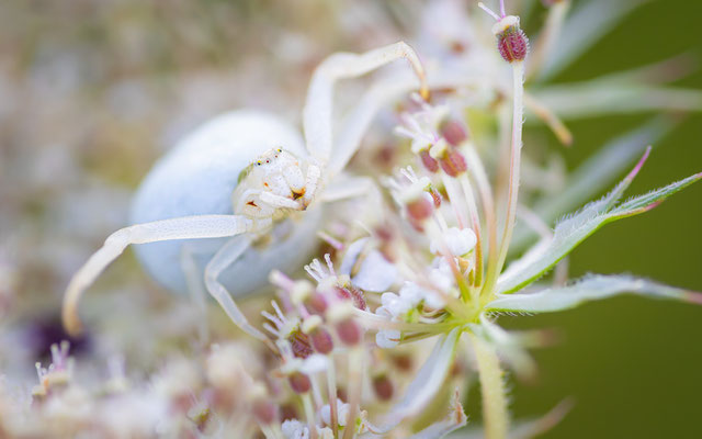 Veränderliche Krabbenspinne( Misumena vatia )