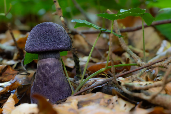 Dunkelvioletter Schleierling (Cortinarius violaceus) auch als Nachtpilz bekannt