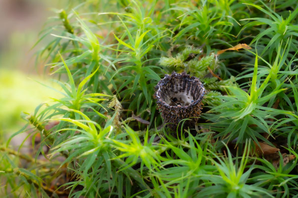 Gestreifter Teuerling