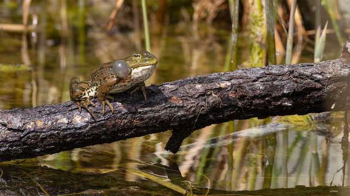 Teichfrosch (Pelophylax „esculentus“) 