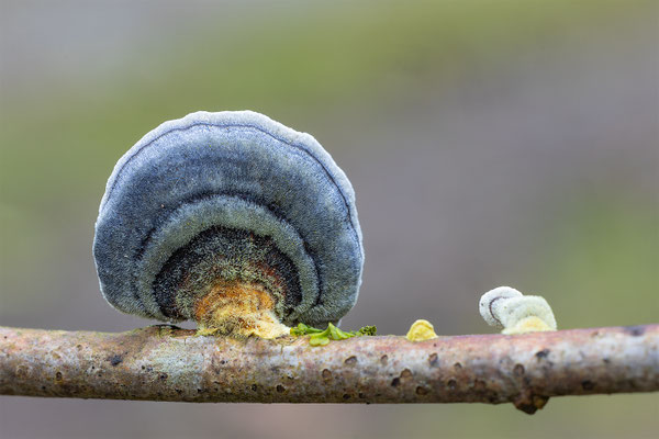 Schmetterlings tramete
