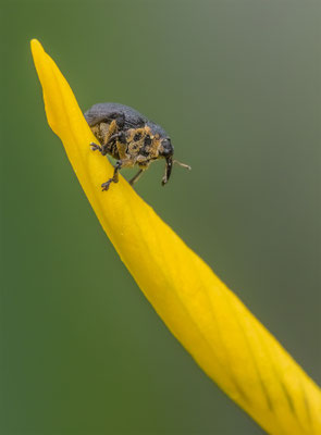 Weisspunktiger-Schwertlilienrüssler