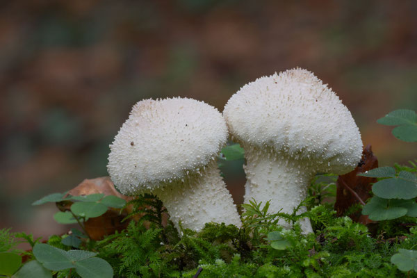 Flaschen-Stäubling (Lycoperdon perlatum) 
