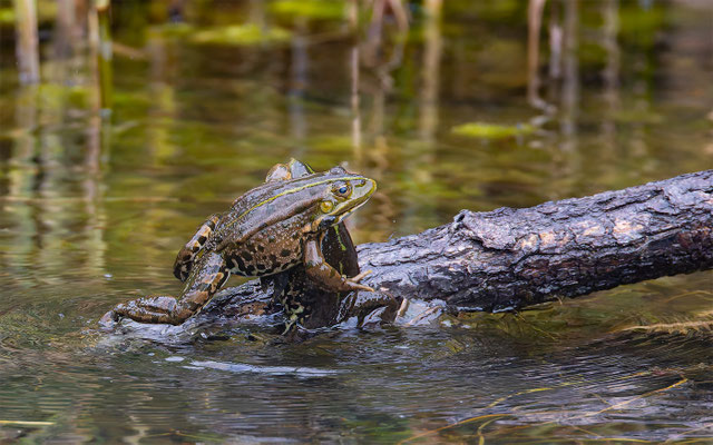 Teichfrosch (Pelophylax „esculentus“) 